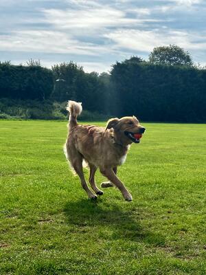 Gladgold Stow Portrait Running