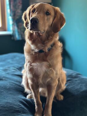 Gladgold Stow Portrait Indoor