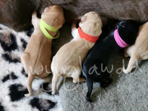 Branwen 1 day old, far left
