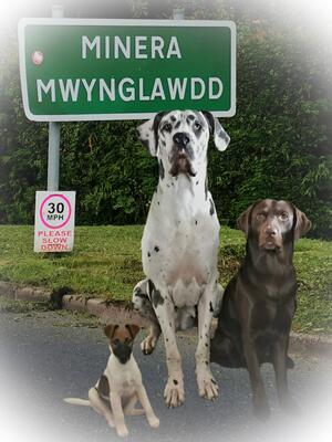 Old photo (30mph?!) Lili, Iola and Molly