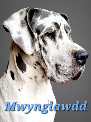 Mwynglawdd Great Danes