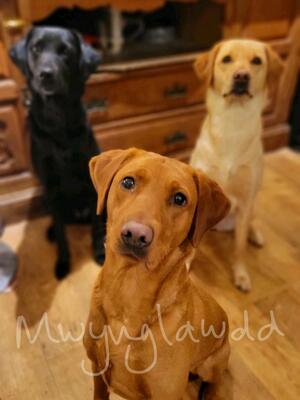 Mwynglawdd Labradors