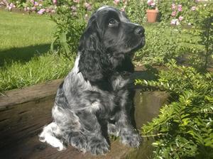 A Gracemia puppy 2015