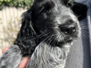 The available boy