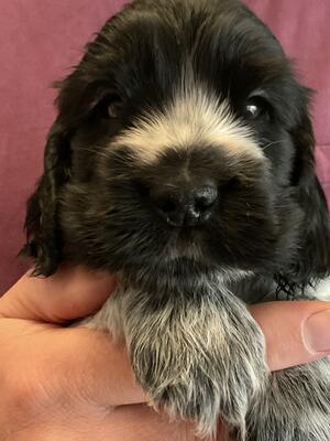 Available boy aged 5 weeks