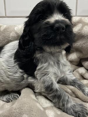 Available boy aged 5 weeks