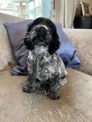 The available boy