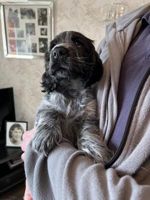 The available boy