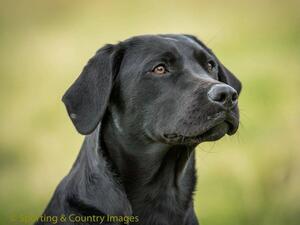 Dawn - aged seven months