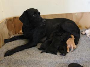 Tay and her puppies