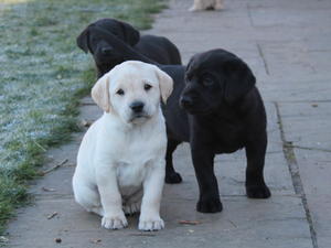 One black and one yellow dog pup still available