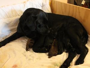 Molly with her previous litter.