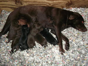 The Puppies at Two Weeks
