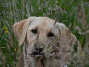 Hiding in the long grass.