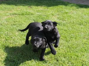 Jess's puppies playing on the lawn.