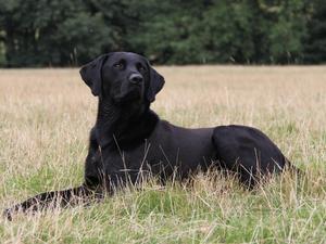 Levenghyl Sky Walker - the puppy's sire.