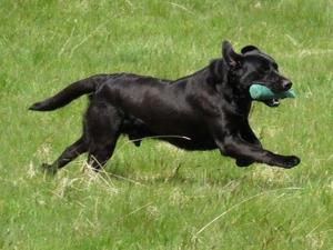 Tarnedge Blitzen (Woody)