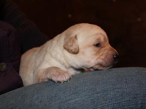 One of the pups at two weeks old