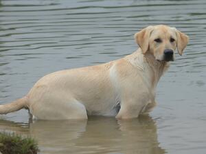 Cooling off in the pond.