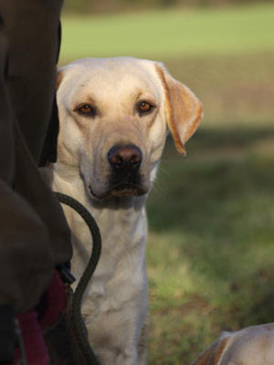 Alfie (the sire)