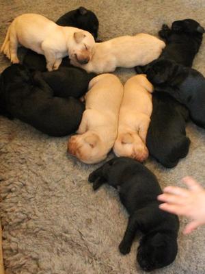 Puppies at 2 weeks old