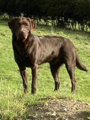 Tarnedge Run Riot (Rebel)