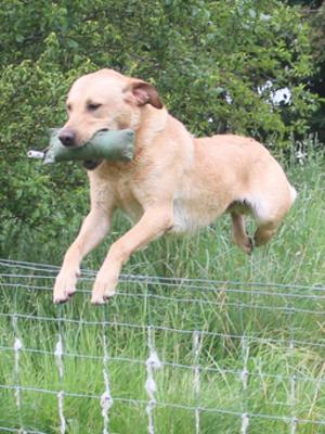 Tarnedfge Firth (Jazz) the sire of the litter.