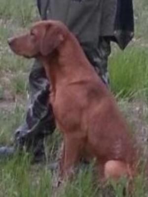 Lindrob Swoop - the sire of the puppies.
