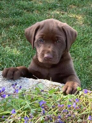 Chocolate bitch puppy