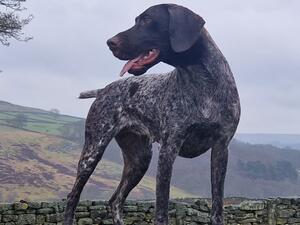 Ivy working at Farndale