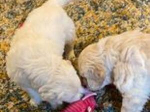 Brida's puppy