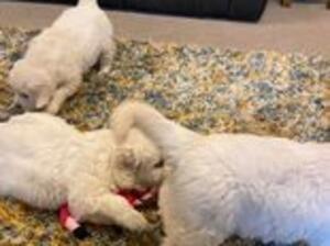 Brida's puppy