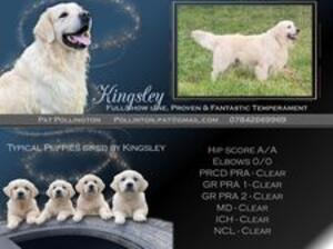 Dad Kingsley
