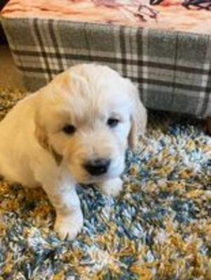 Brida's Puppy