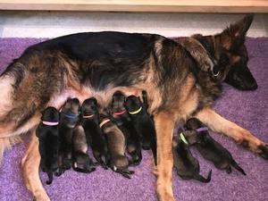 PUPPIES AT 1 DAY OLD