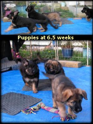 Puppies at 6.5 weeks