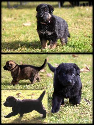 PUPPIES AT 4.WEEKS OLD