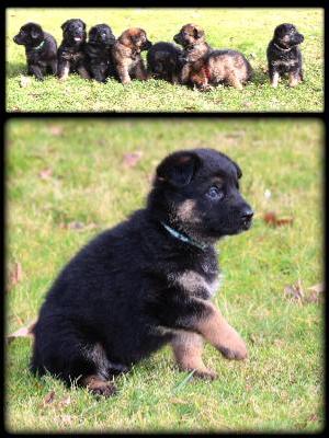 PUPPIES AT 4.WEEKS OLD