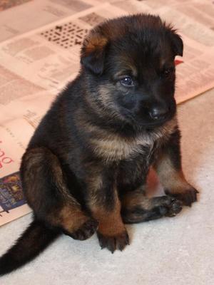 PUPPY AT 3.WEEKS OLD