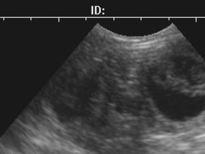 Puppy scan - photos of pups to follow