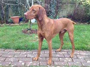 Sire - Copper (Space Oddity)