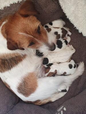 Chelsea pictured with her puppies