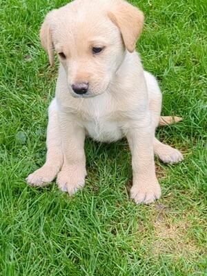 Beautiful puppy 1 dog remaining 2