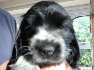 Puppy 1