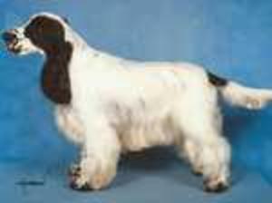 SIre: Sandlauga Jack Frost