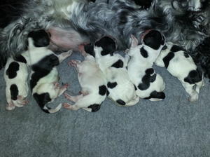 Puppies