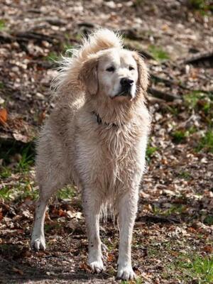 Dad looking majestic