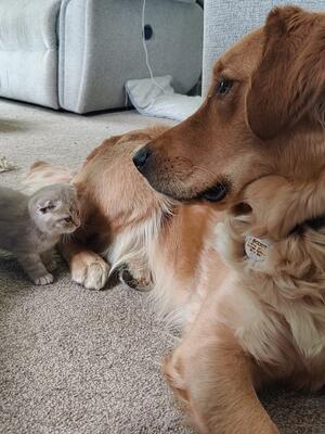 Scout's softness