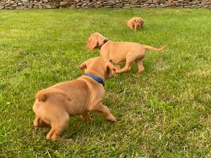 Puppies playing