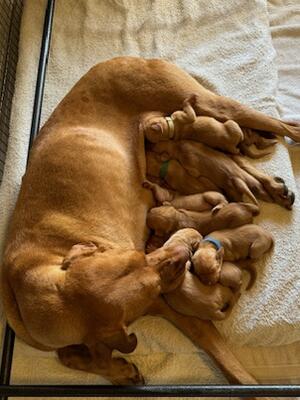 Mum and puppies